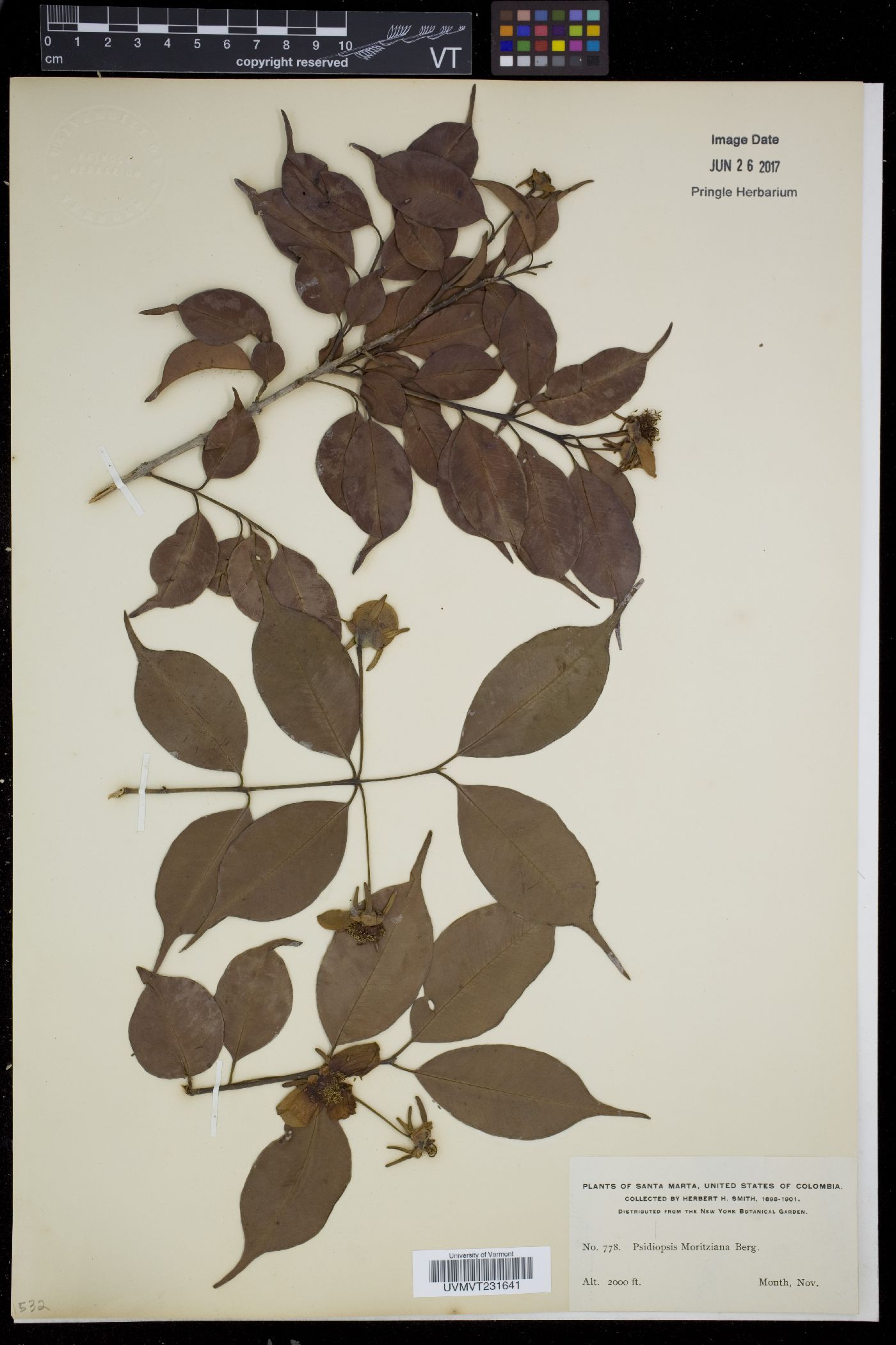 Psidiopsis image