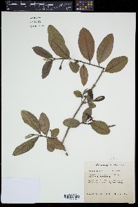 Psidium guajava image