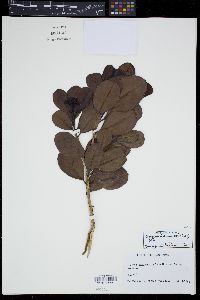 Syzygium sandwicense image
