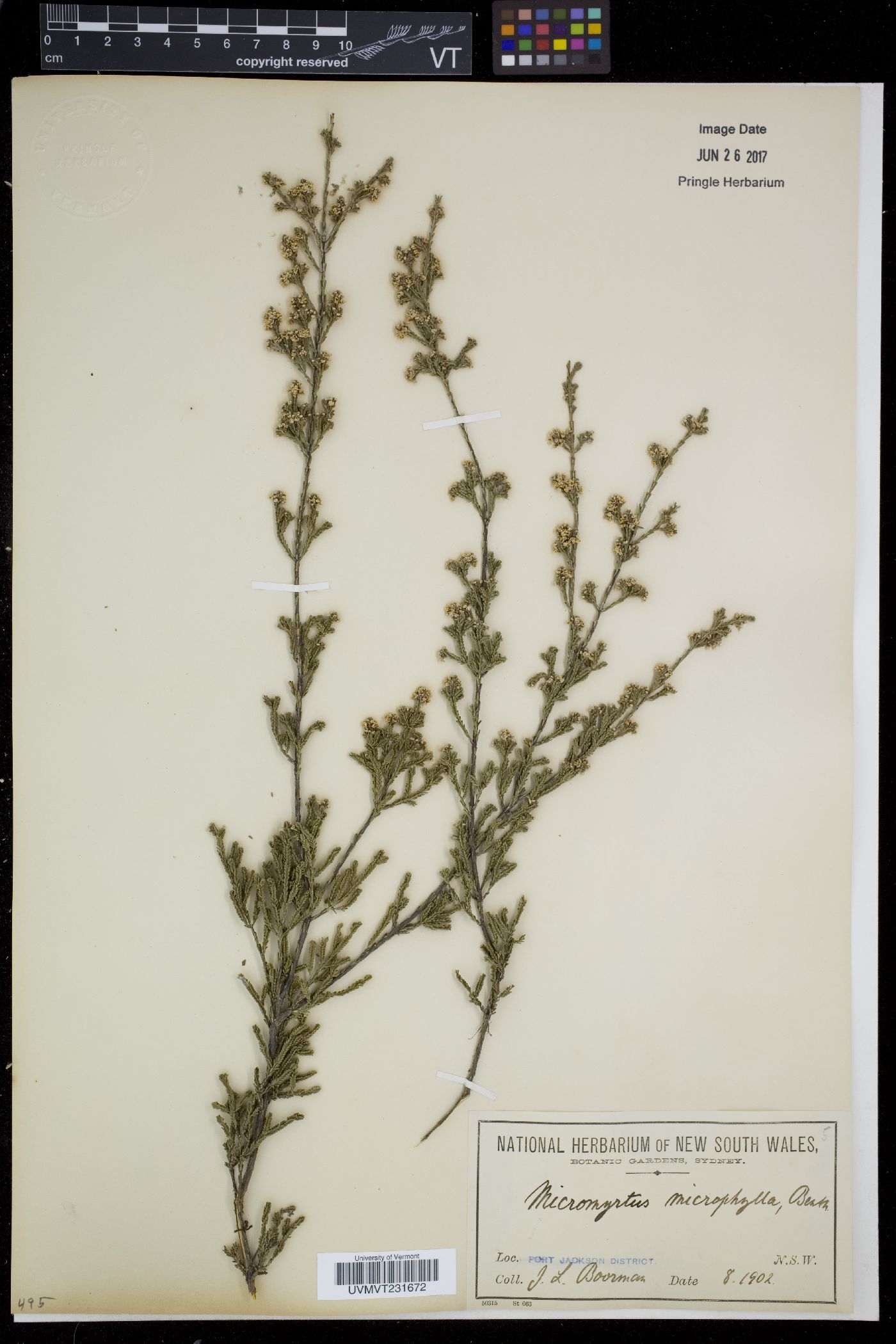 Micromyrtus image