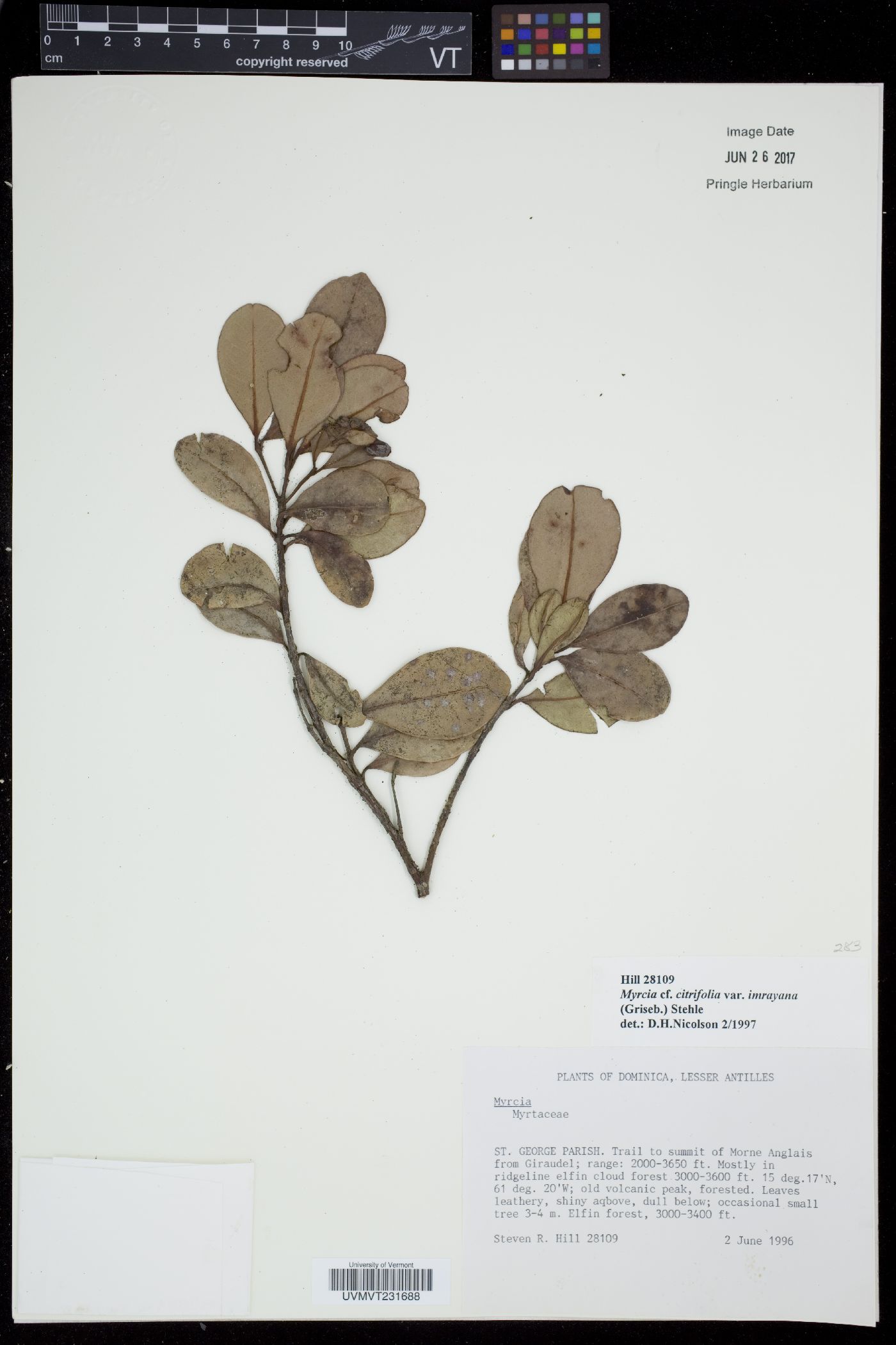 Myrcia citrifolia var. imrayana image
