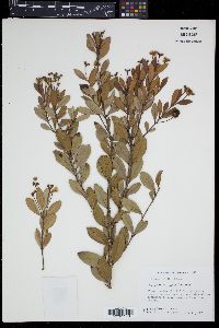 Myrcianthes fragrans image