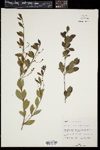Psidium longipes image