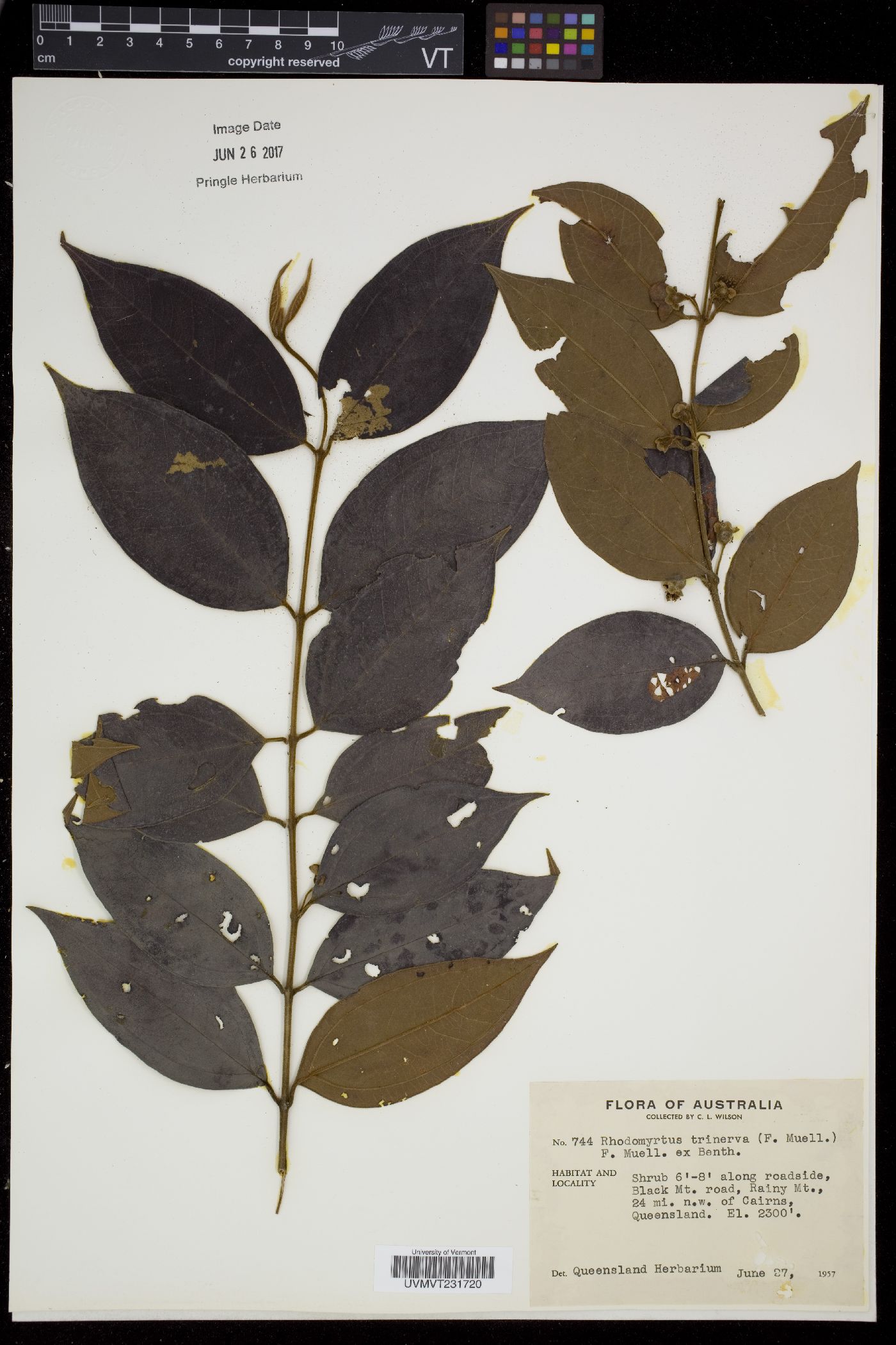 Rhodomyrtus image