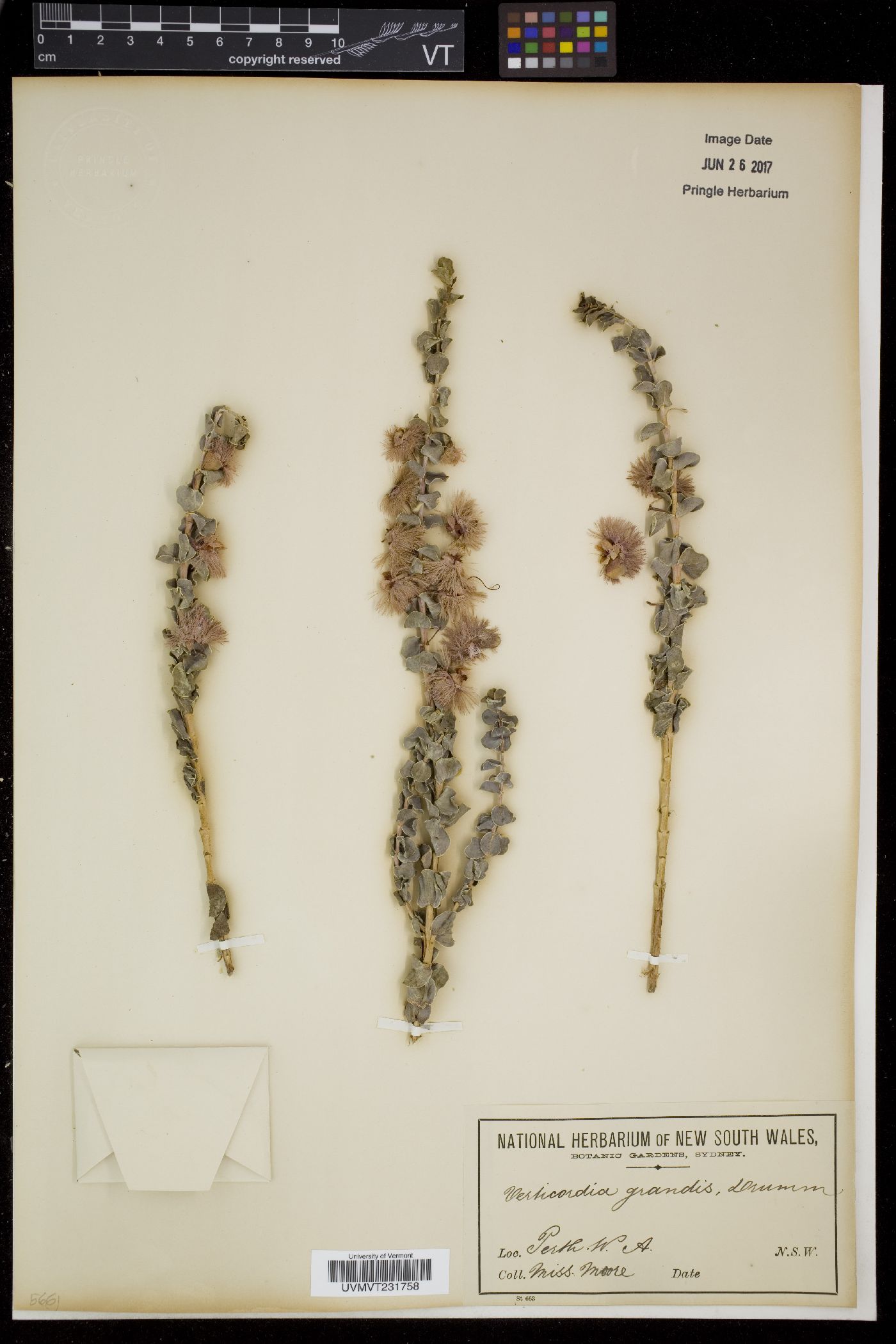 Verticordia image