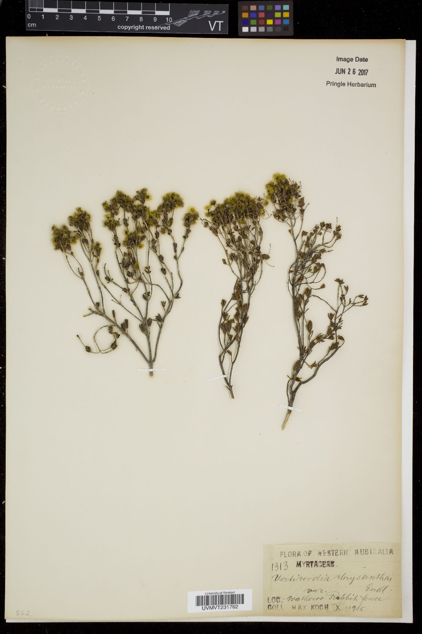 Verticordia image