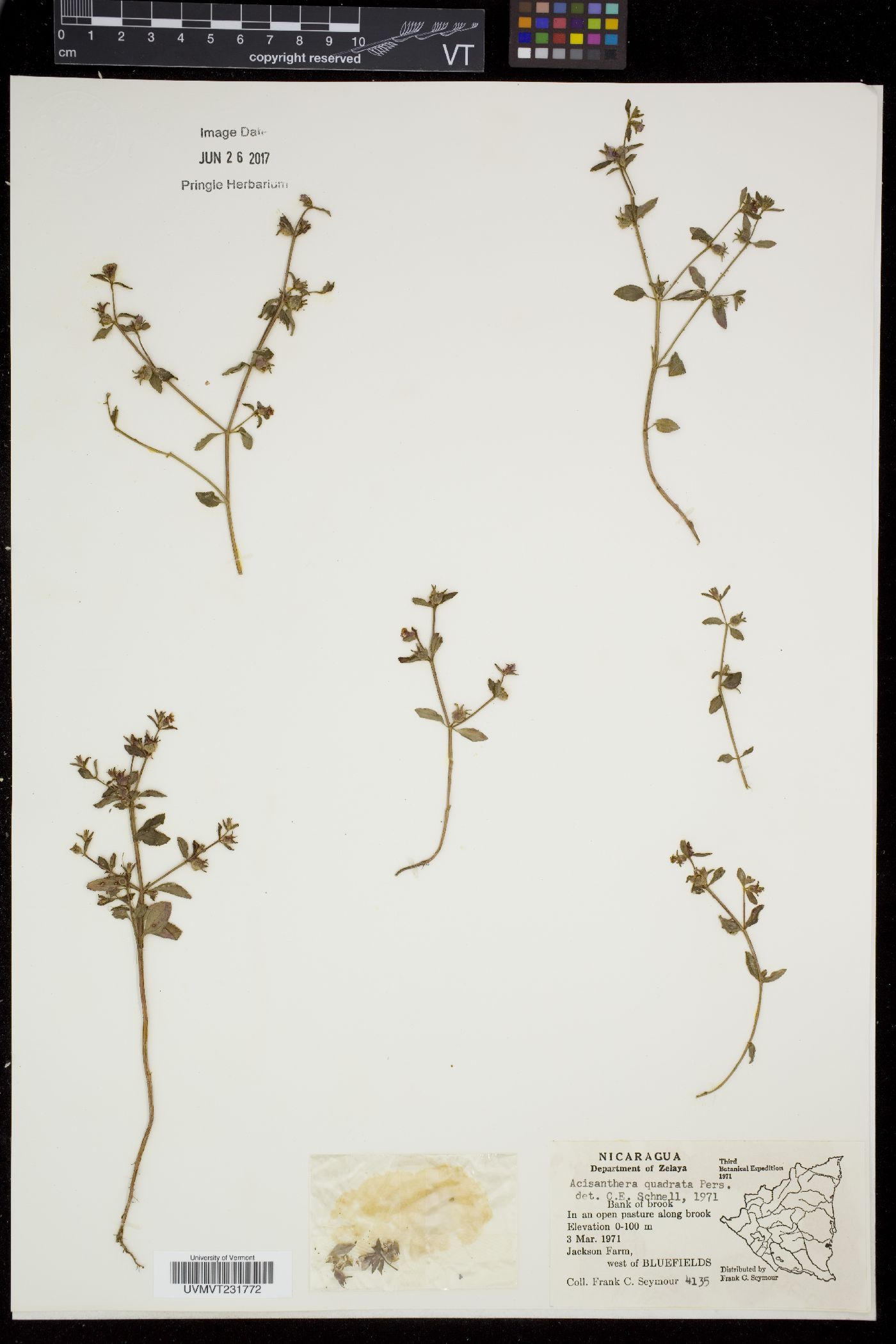Acisanthera image