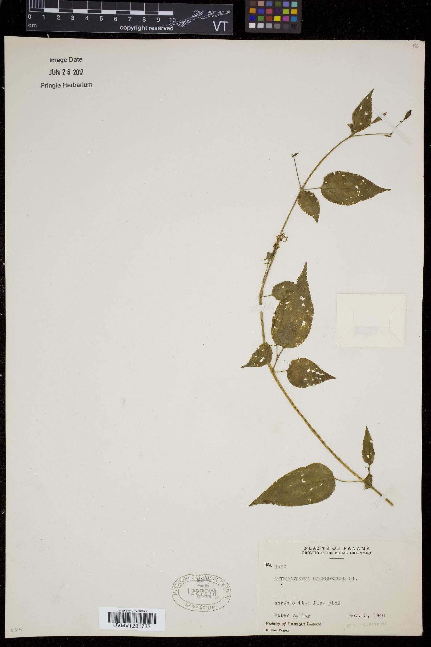 Arthrostemma image