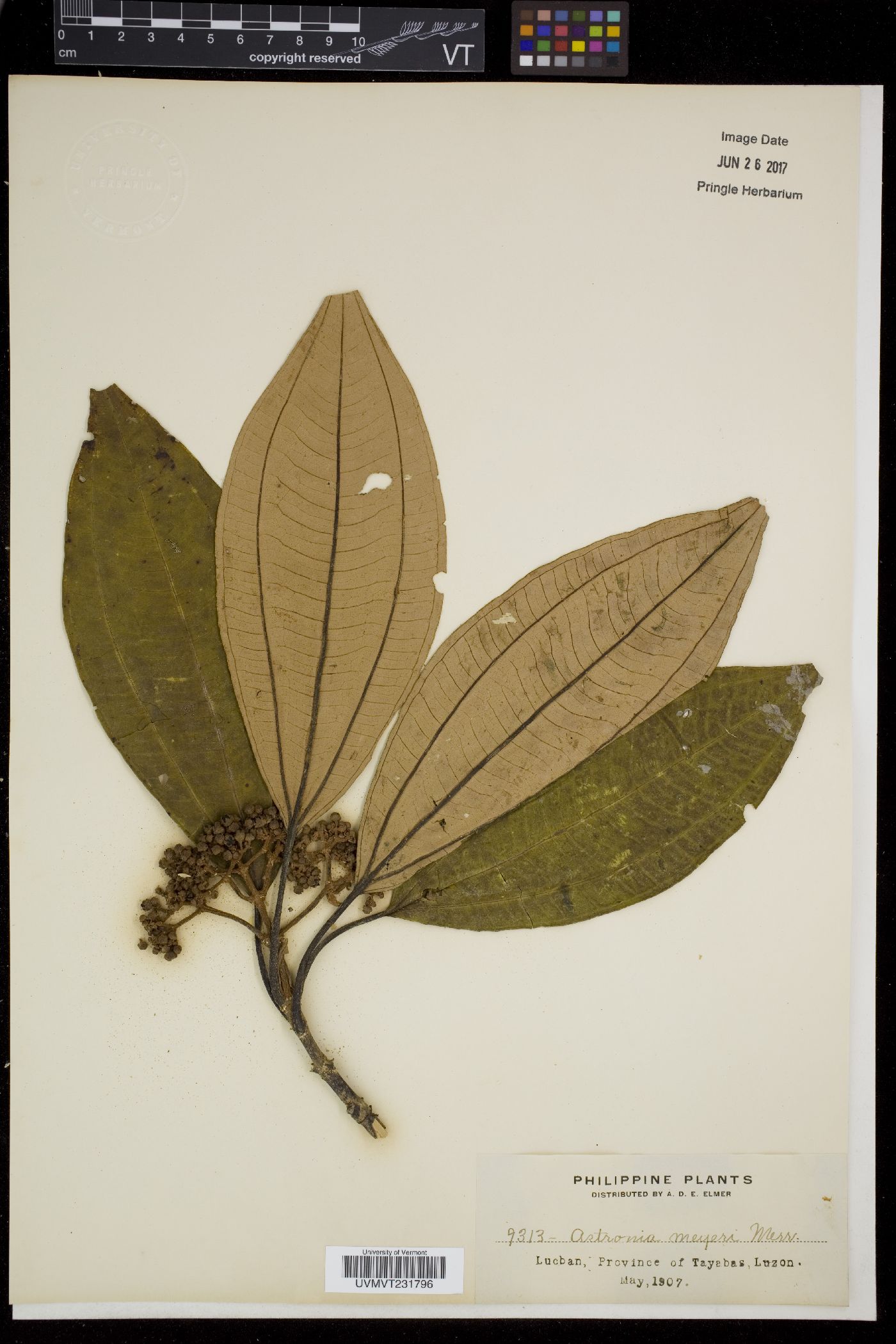 Astronia meyeri image