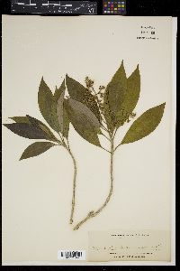 Astronia cumingiana image