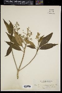 Astronia cumingiana image