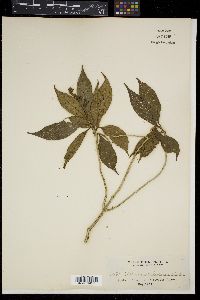 Astrocalyx calycina image