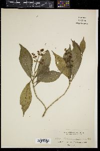 Astrocalyx calycina image