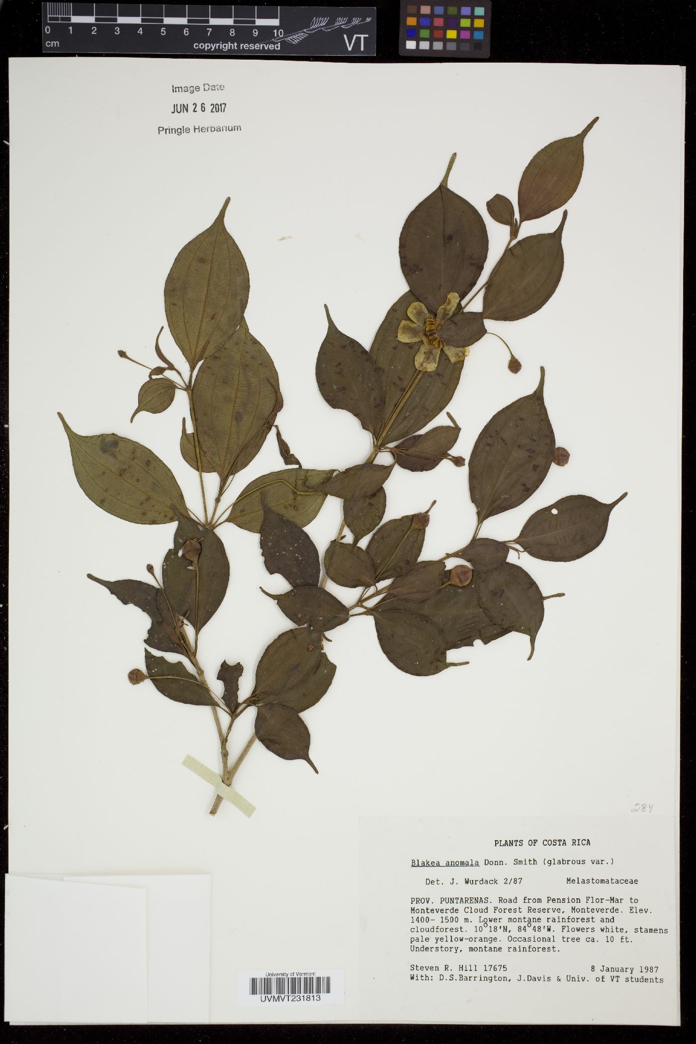 Blakea anomala image
