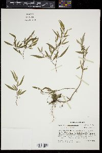Centradenia inaequilateralis image