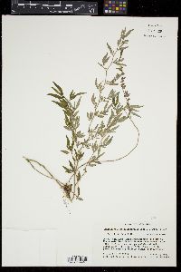 Centradenia inaequilateralis image