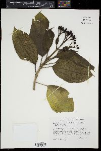 Miconia corymbosa image