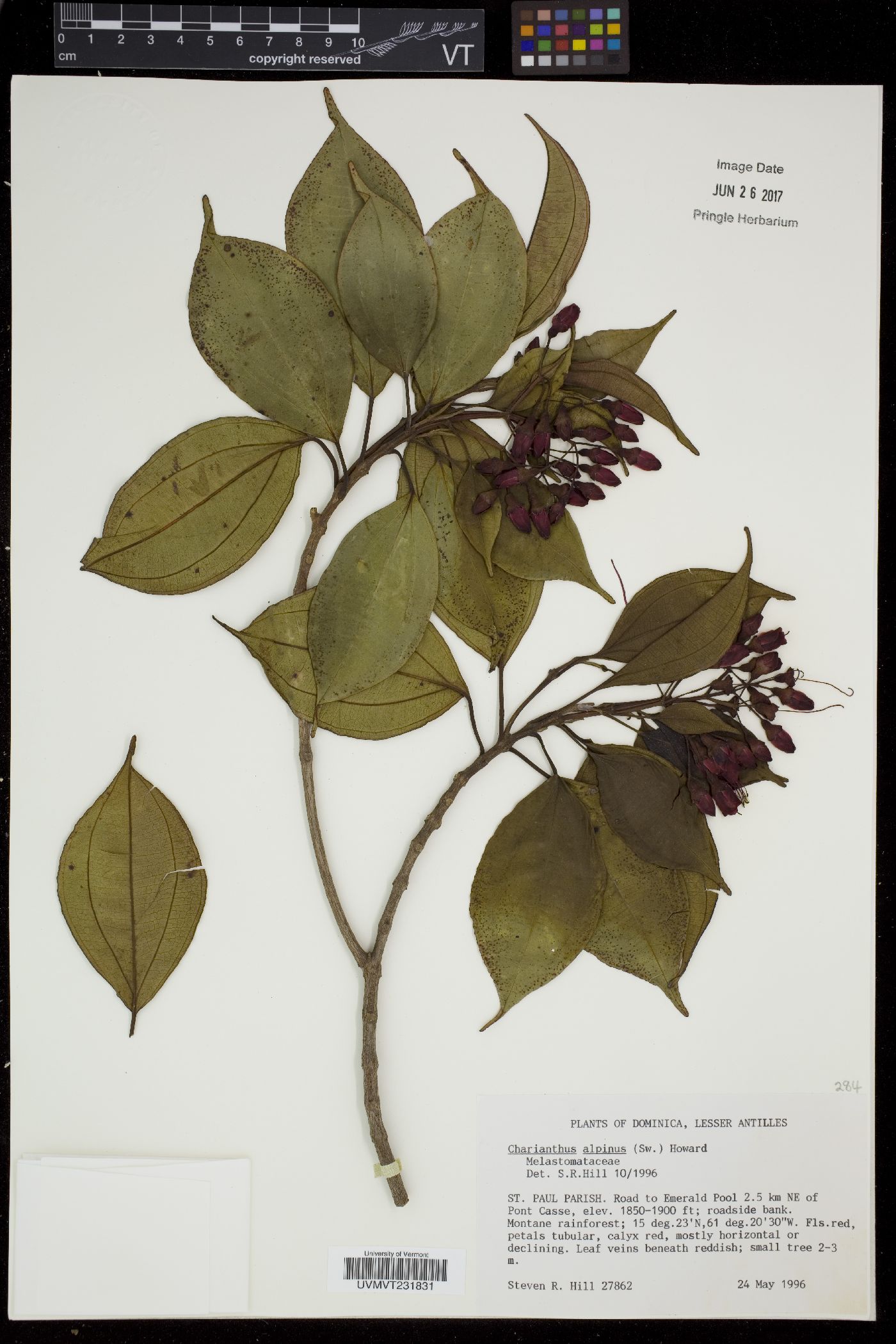 Charianthus alpinus image