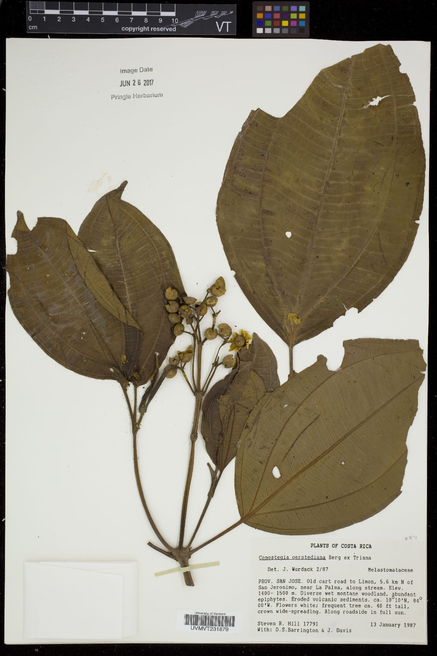 Conostegia oerstediana image
