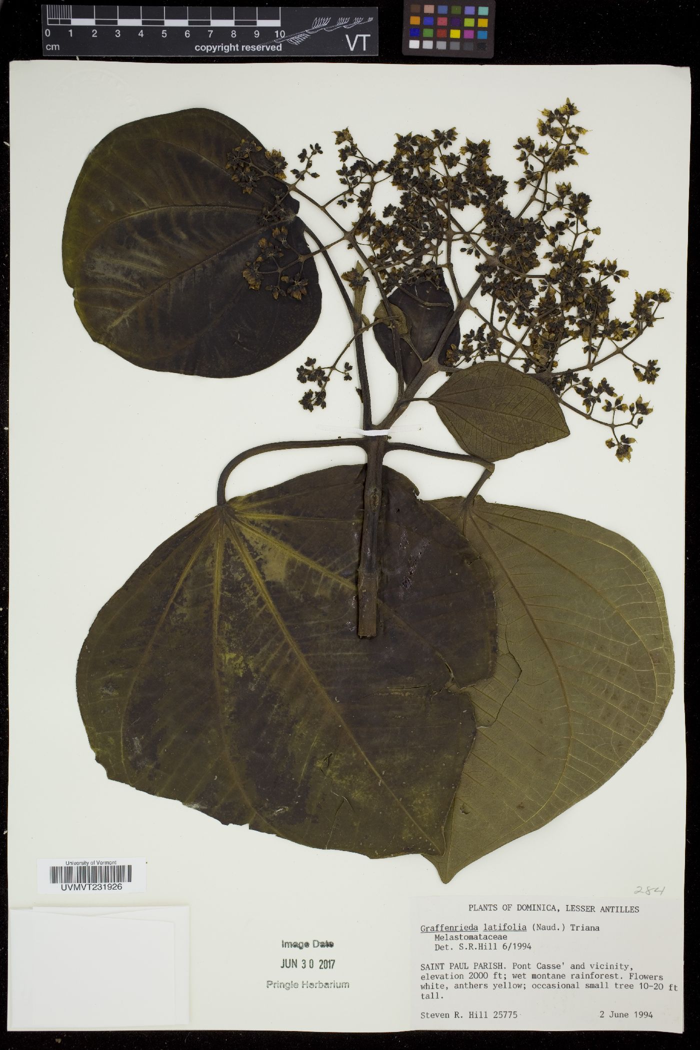 Graffenrieda latifolia image