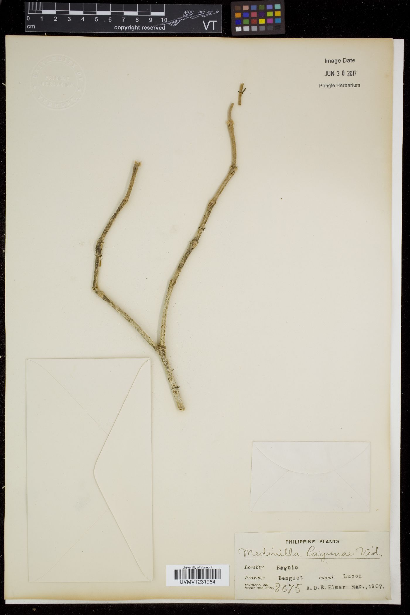 Medinilla lagunae image