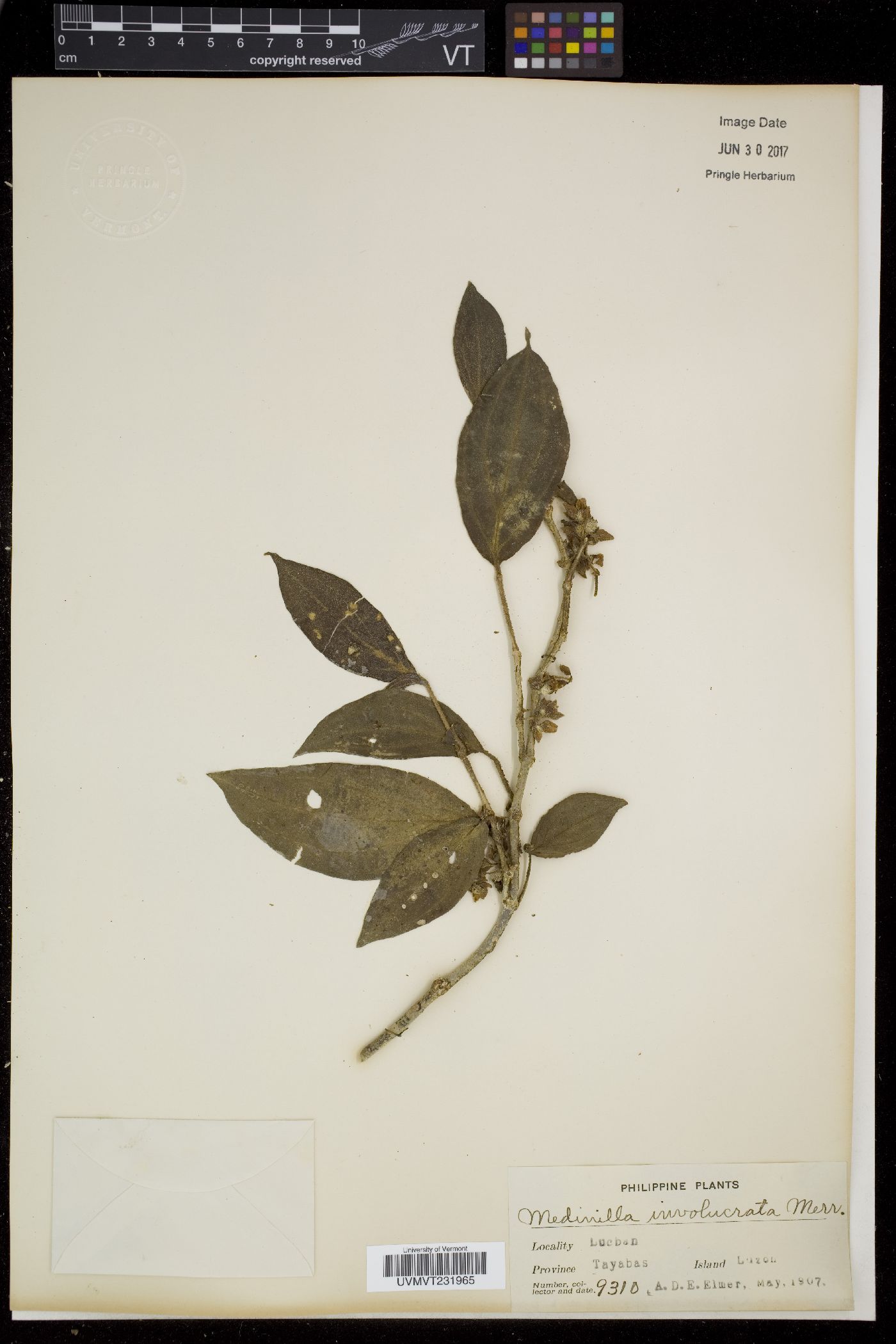 Medinilla setigera image