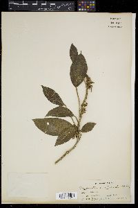 Medinilla setigera image