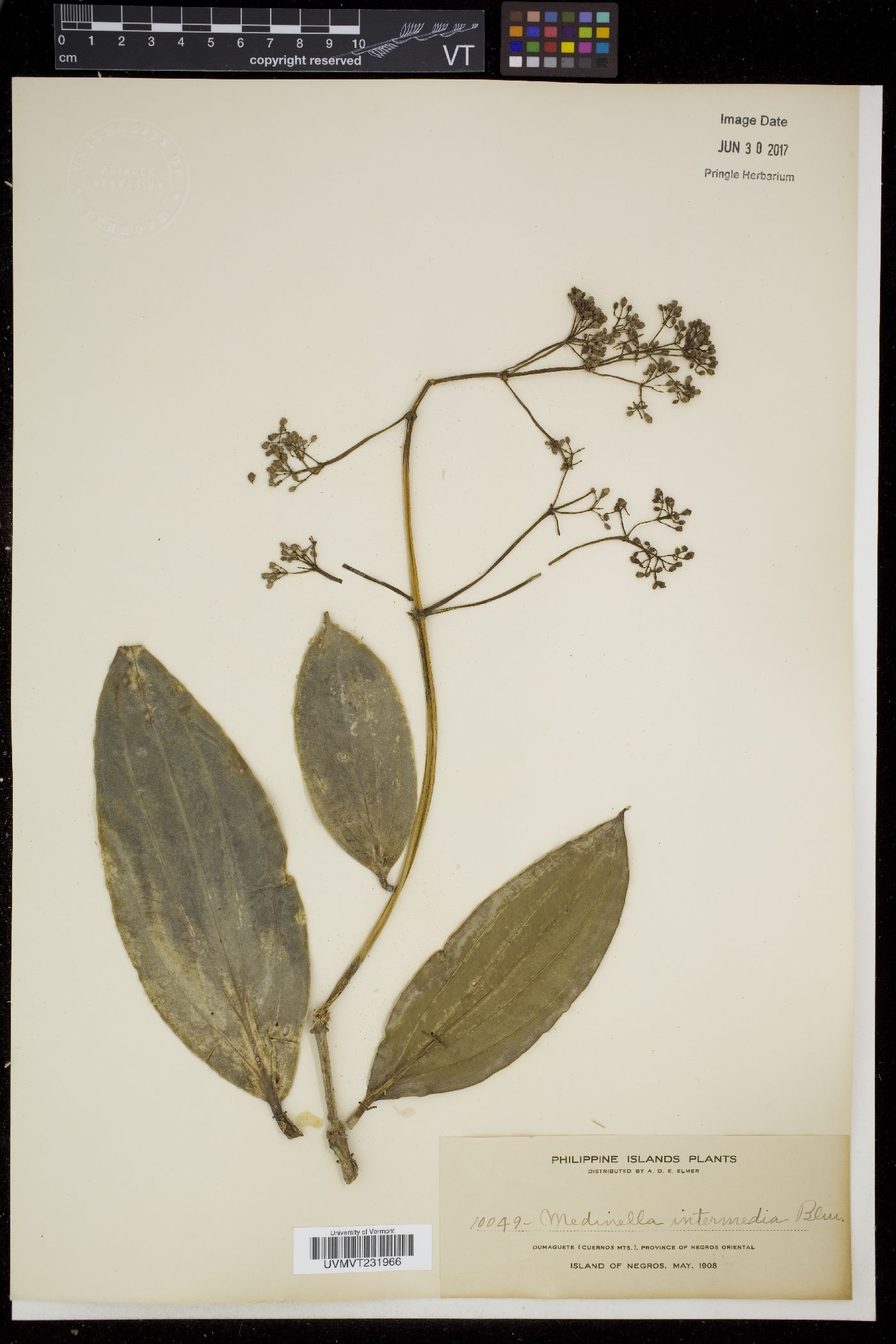 Medinilla intermedia image