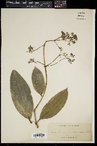 Media resource of Medinilla intermedia