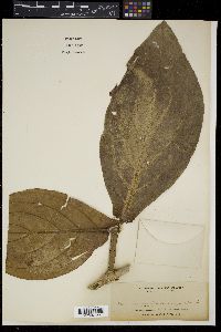 Medinilla cumingii image