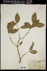 Medinilla cordata image