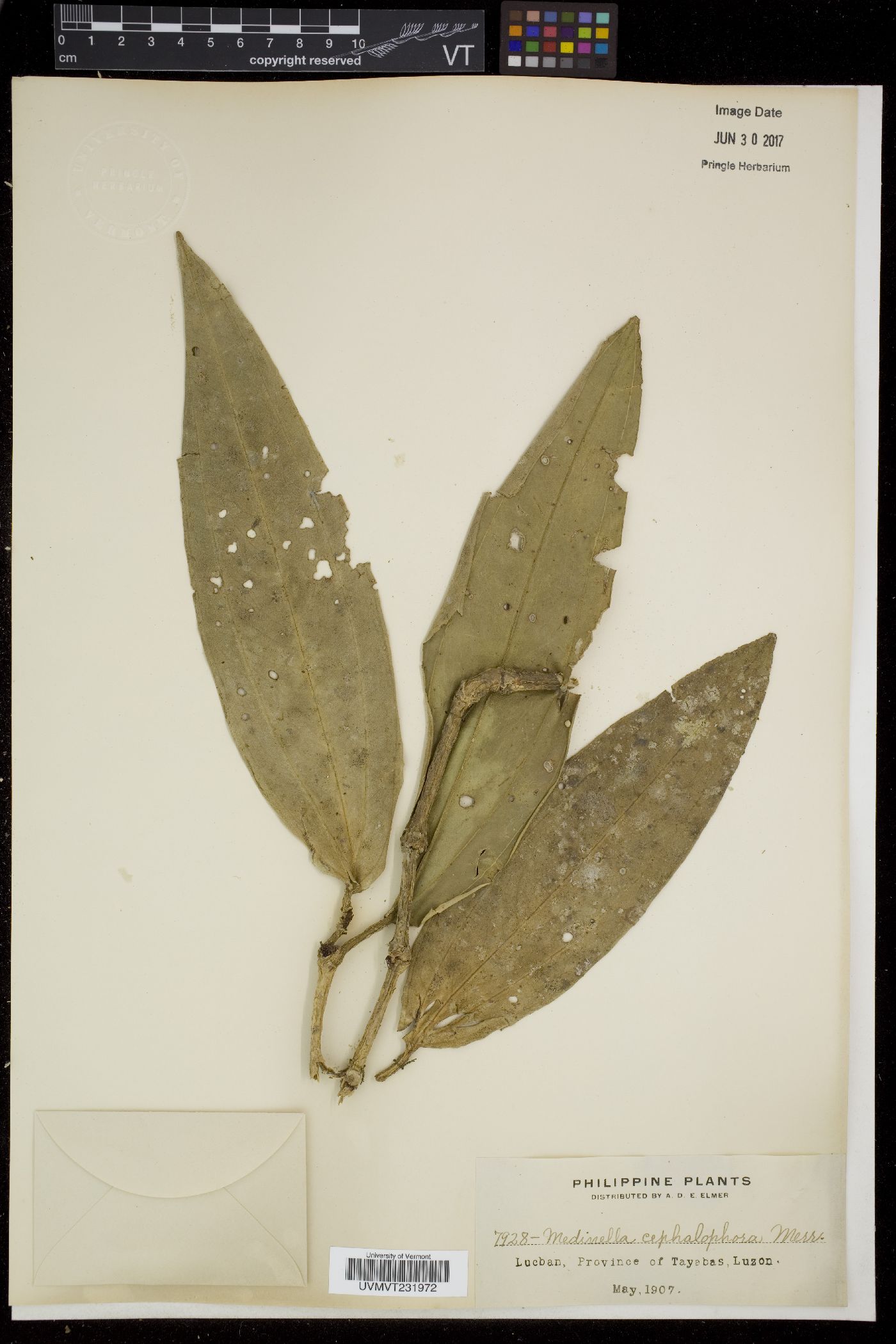 Medinilla cephalophora image