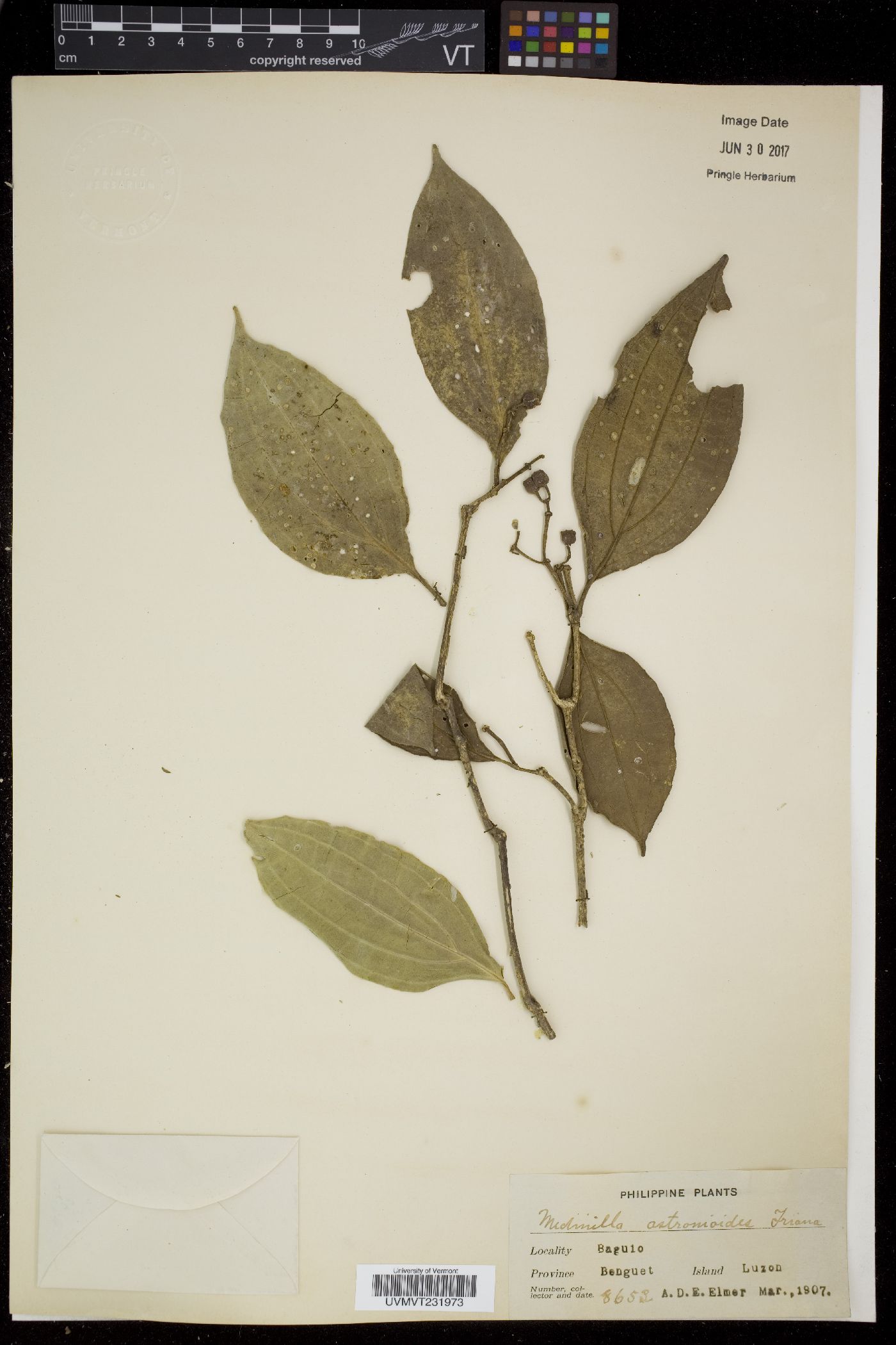Medinilla astronioides image