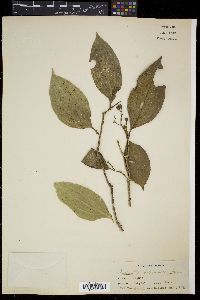 Medinilla astronioides image