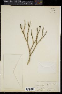 Medinilla whitfordii image