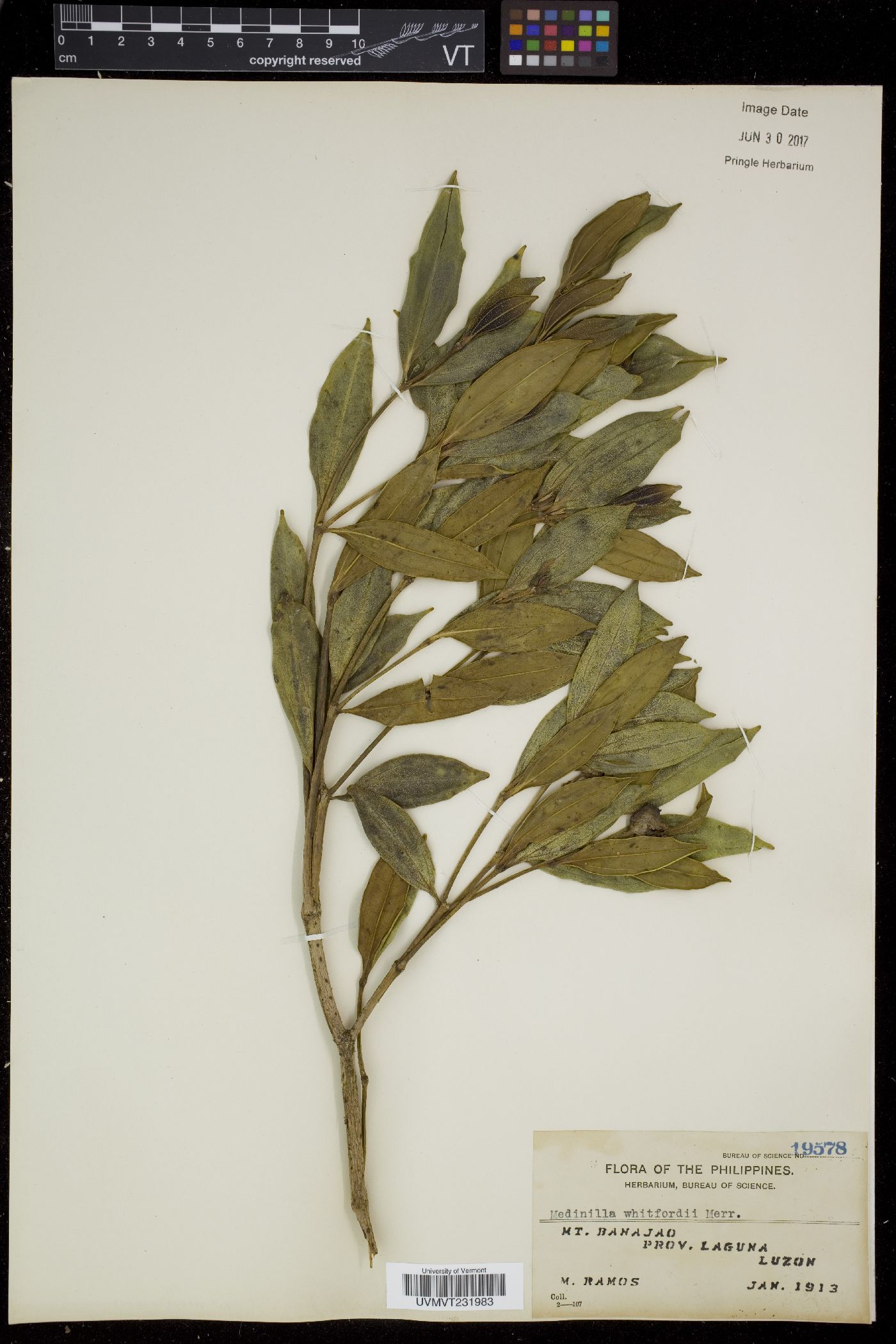 Medinilla whitfordii image