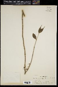 Medinilla myrtiformis image