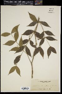 Medinilla myrtiformis image