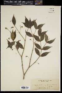 Medinilla myrtiformis image