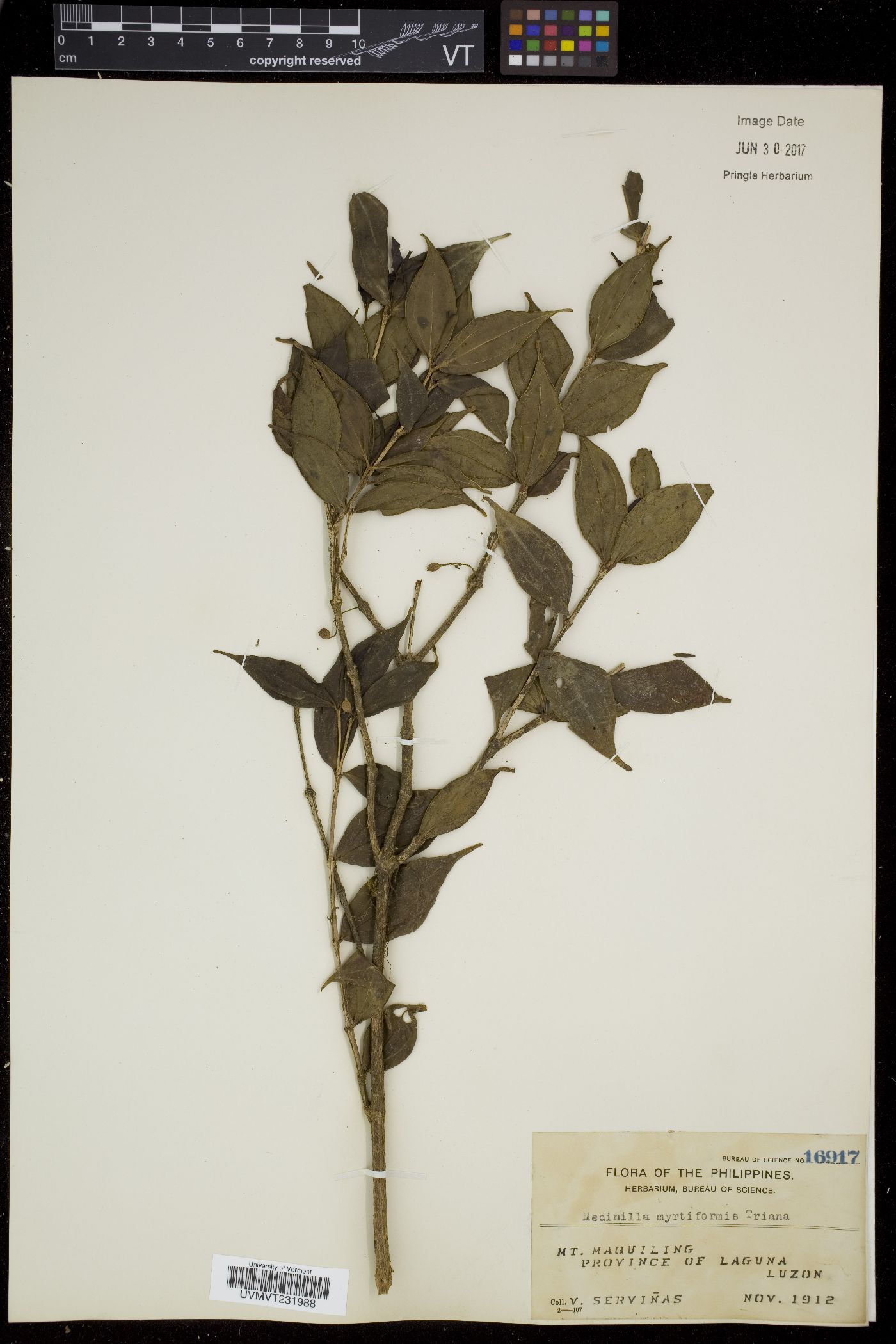 Medinilla myrtiformis image