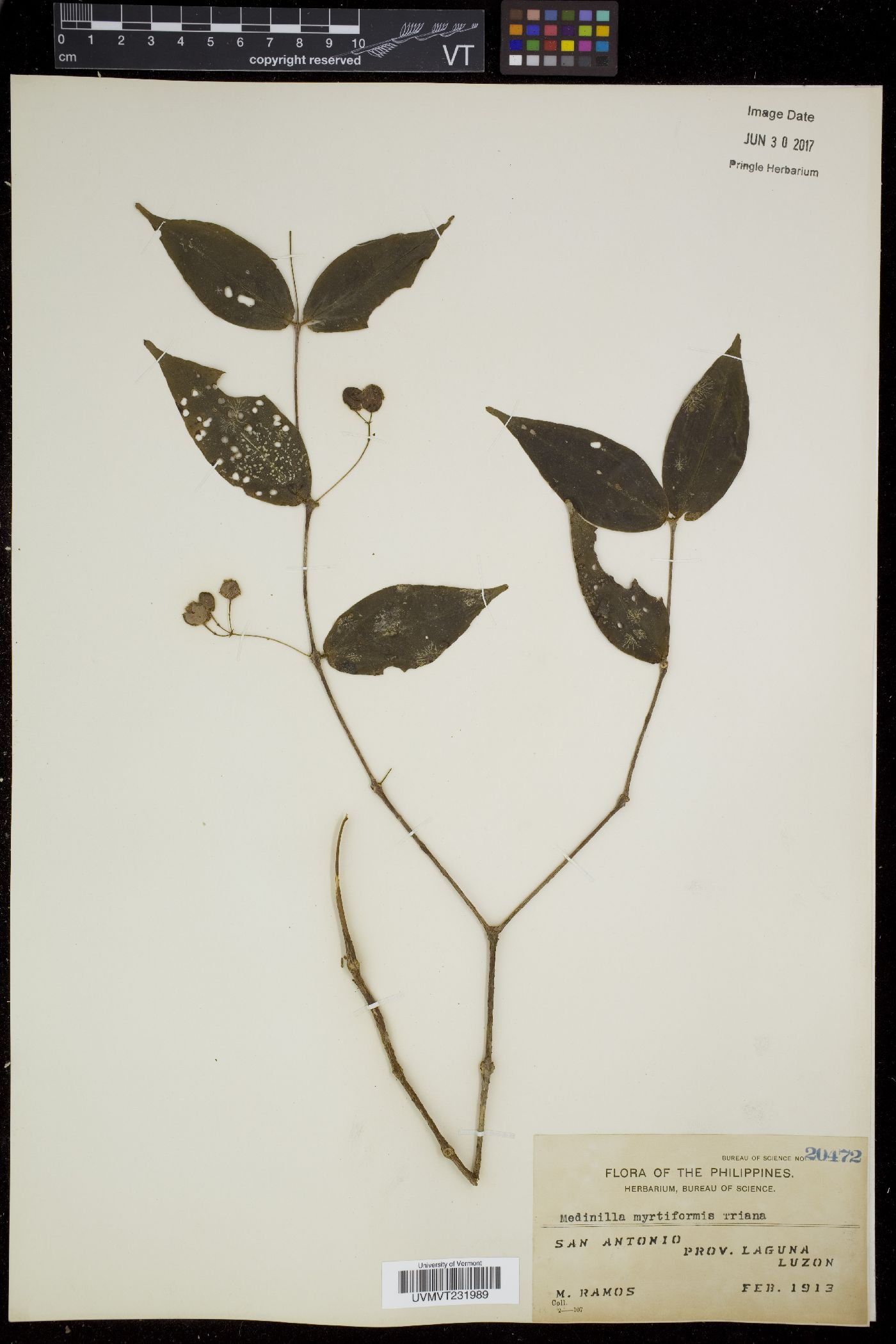 Medinilla myrtiformis image