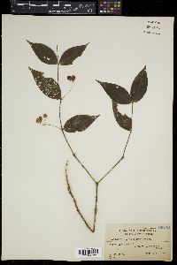 Medinilla myrtiformis image