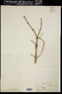Medinilla multiflora image