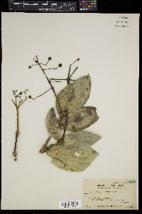 Medinilla multiflora image