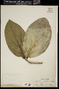 Medinilla magnifica image