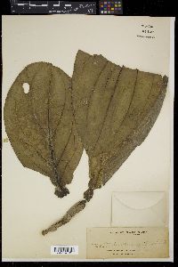 Medinilla magnifica image