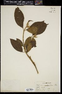Melastoma malabathricum image