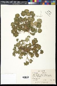 Geranium molle image