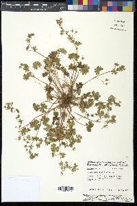 Geranium molle image
