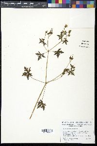 Geranium mexicanum image